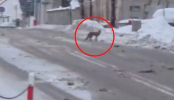 Była 7:50. I nagle taki widok w Białymstoku. "Uwaga"