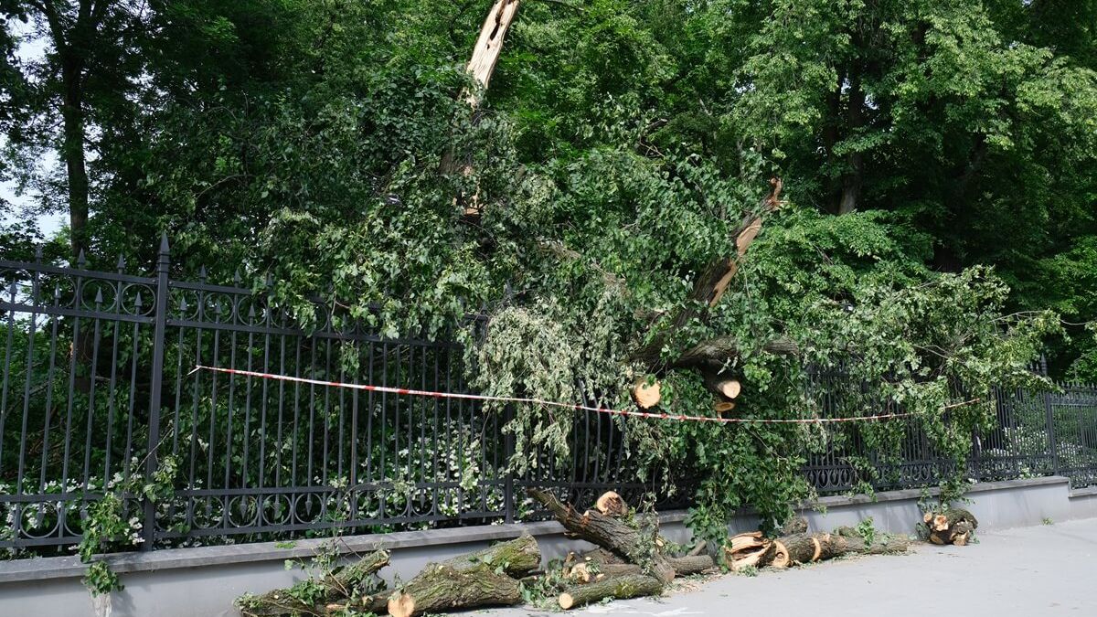 Potężny konar uszkodził ogrodzenie Ogrodu Saskiego
