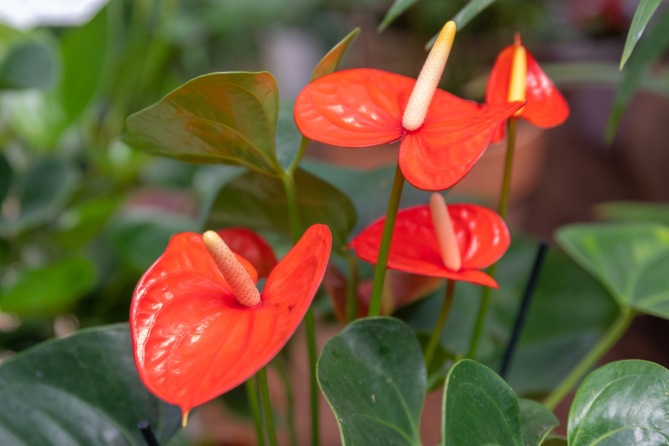 Anthurium