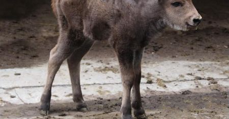 Warszawa. Nowy maluch w stołecznym zoo. Na świat przyszła żubrzyca