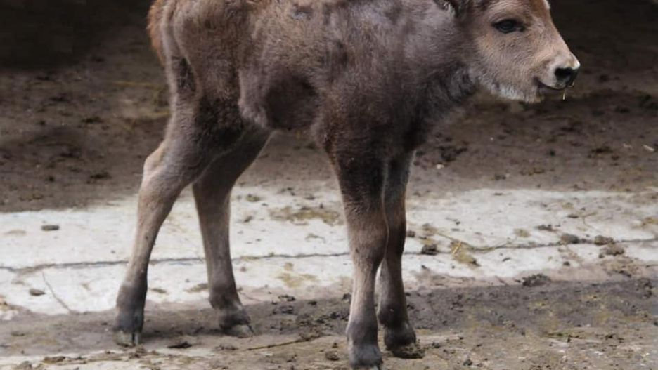 Warszawa. W zoo na świat przyszła żubrzyczka