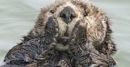 Comedy Wildlife Photography Awards 2019. Finaliści konkursu na najzabawniejsze zdjęcie zwierząt