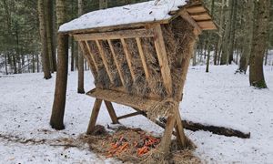 Oto, co wyłożyli pod paśnikiem. Leśnicy od razu uwiecznili