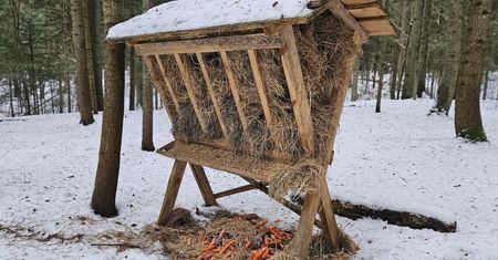 Oto, co wyłożyli pod paśnikiem. Leśnicy od razu uwiecznili