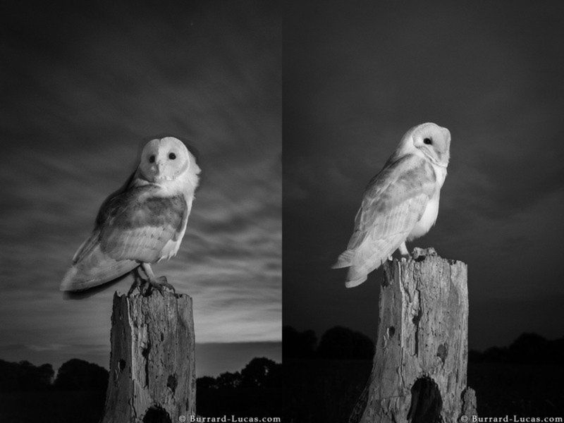 Will Burrard-Lucas sfotografował przepiękne sowy w podczerwieni