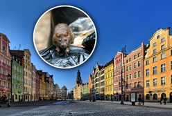 Plaga szczurów w polskim mieście. "Wieczorem nie da się wyjść"