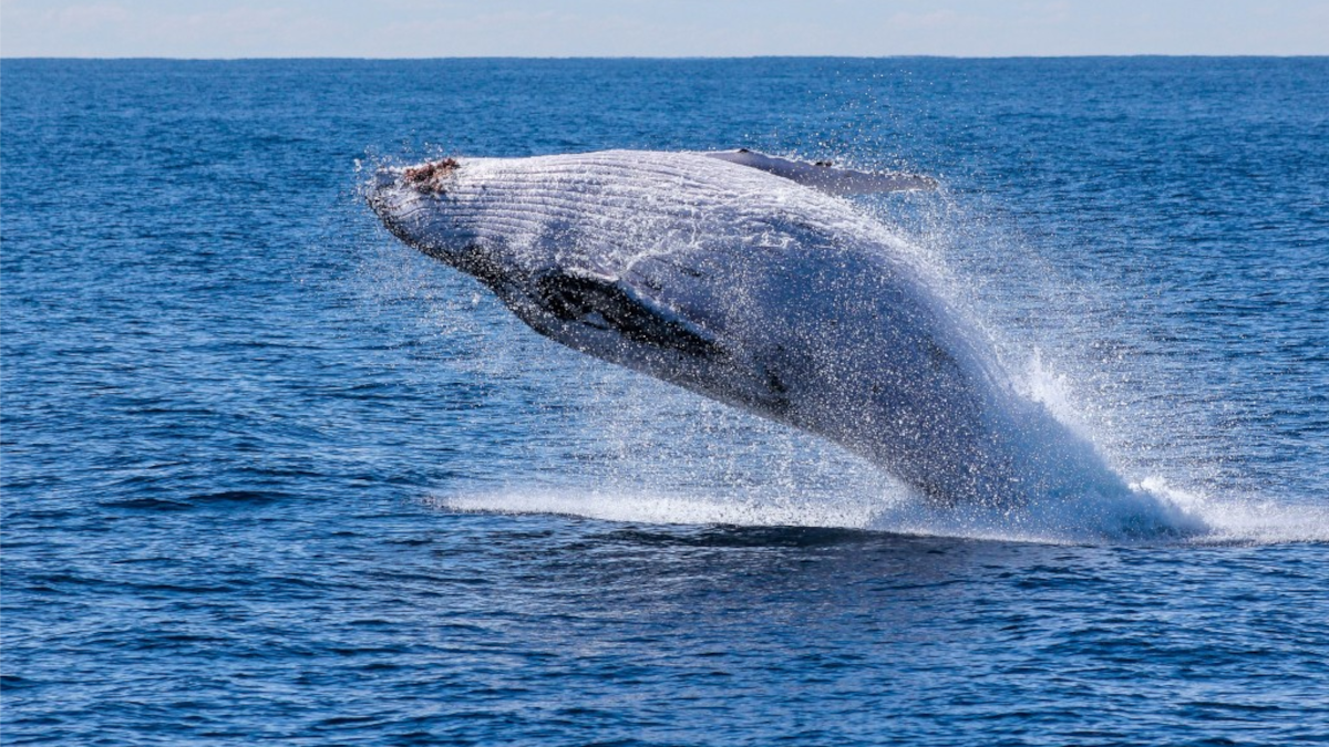 Wieloryb wynurzający się z wody.