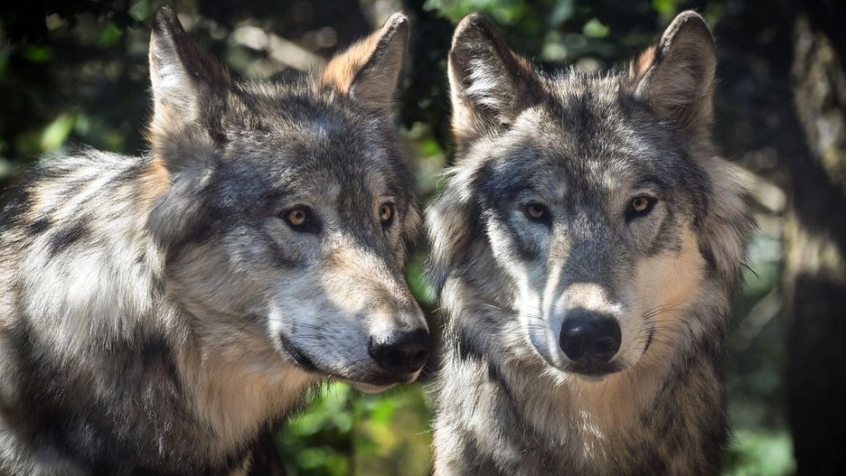 Wydano zgodę na odstrzał watahy. Wilkom pomóc chce ZOO w Poznaniu