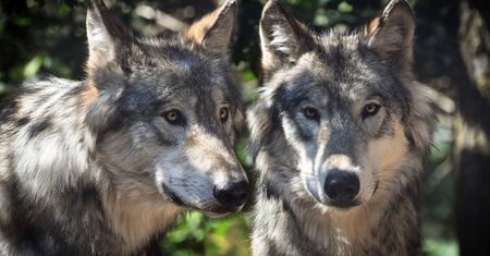 Wielkopolska. Wydano zgodę na odstrzał watahy. Wilkom pomóc chce zoo w Poznaniu