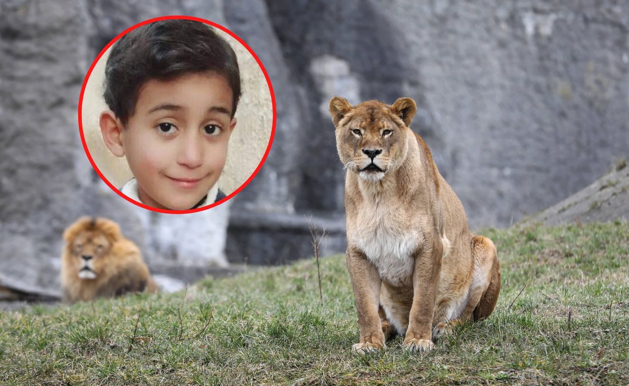 6-letni Hamada Iqtiet został śmiertelnie zaatakowany przez lwa w prywatnym zoo w mieście Khan Younis na południu Strefy Gazy. fot. PAP/Rafał Guz