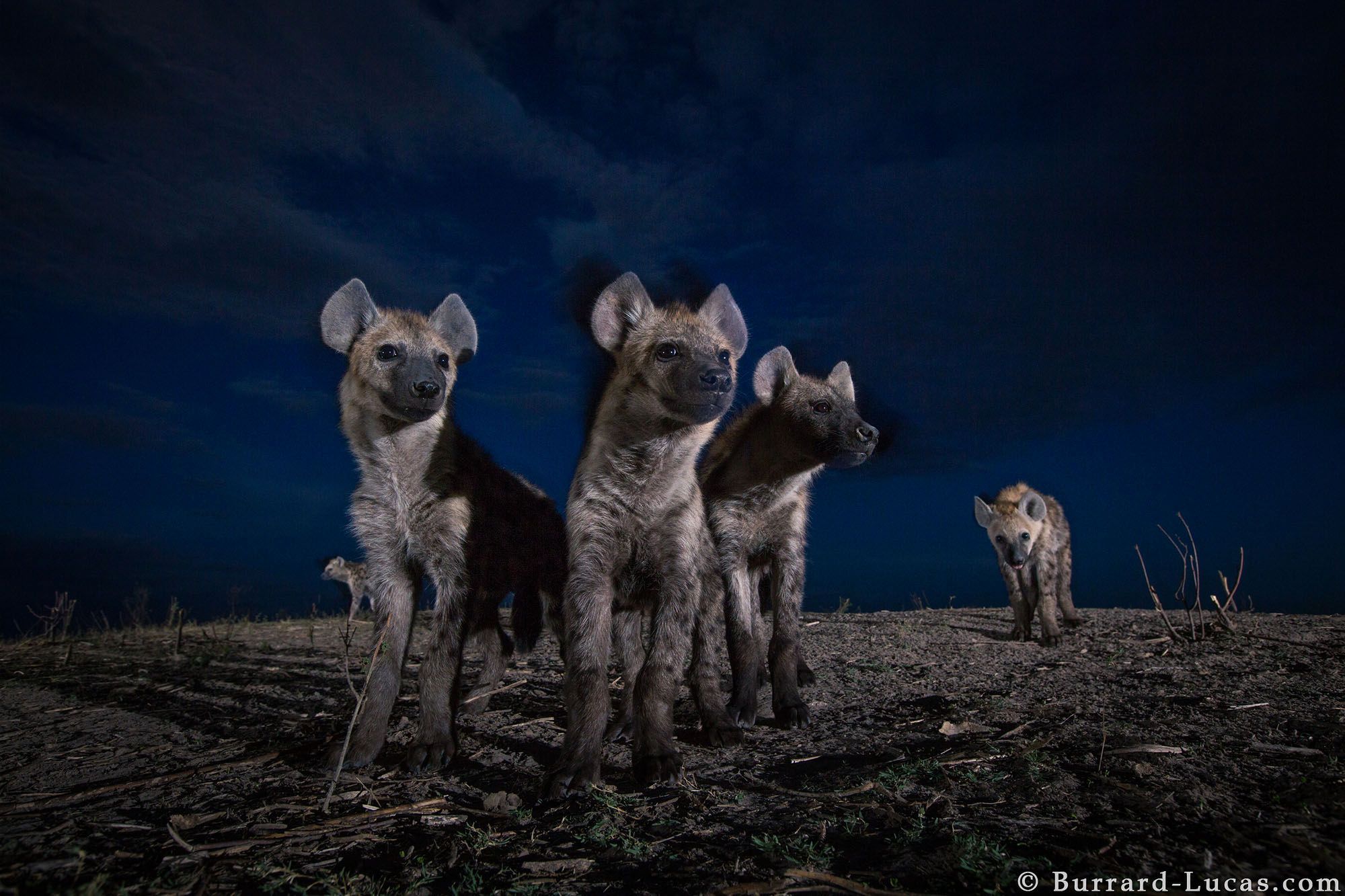 Nocne życie dzikich zwierzęt na tle rozgwieżdżonego nieba, czyli Will Burrard-Lucas i jego foto-pułapki 8