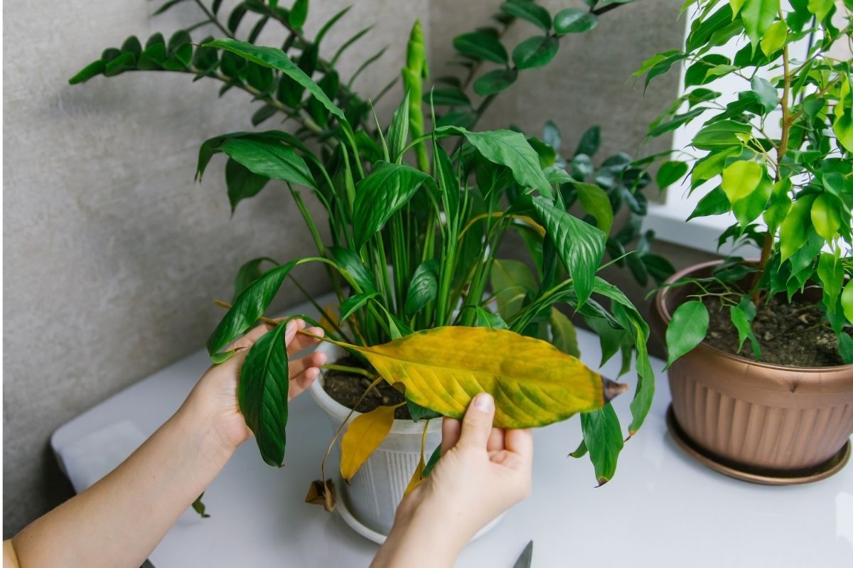 Homemade fertilizer tricks to revive wilting peace lilies