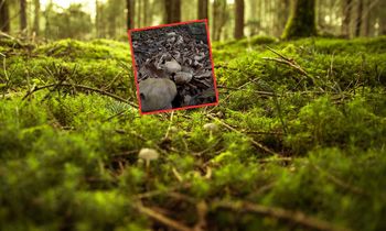 Już są. Pierwsze okazy pojawiły się w Bieszczadach