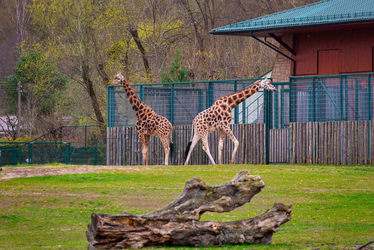 Od ponad 30 lat jest dyrektorem gdańskiego ZOO. "Nie miałem pojęcia, na co się piszę"