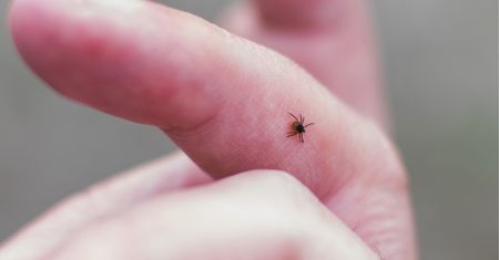 Kleszcze atakują też w domu. Gdzie najczęściej składają jaja?