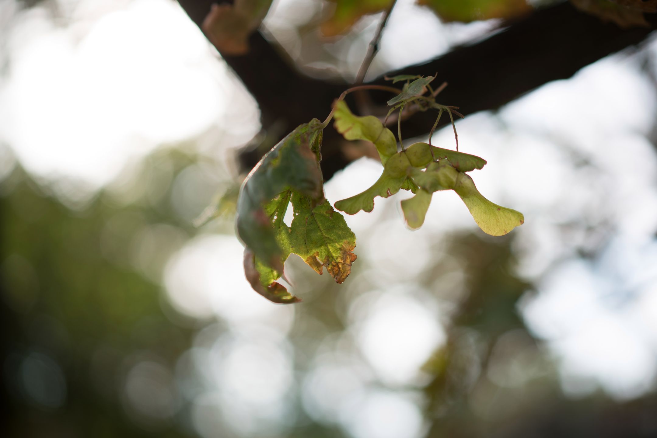 Sony A7R Mark II - pierwszy, bezkompromisowy bezlusterkowiec na rynku [test] 164