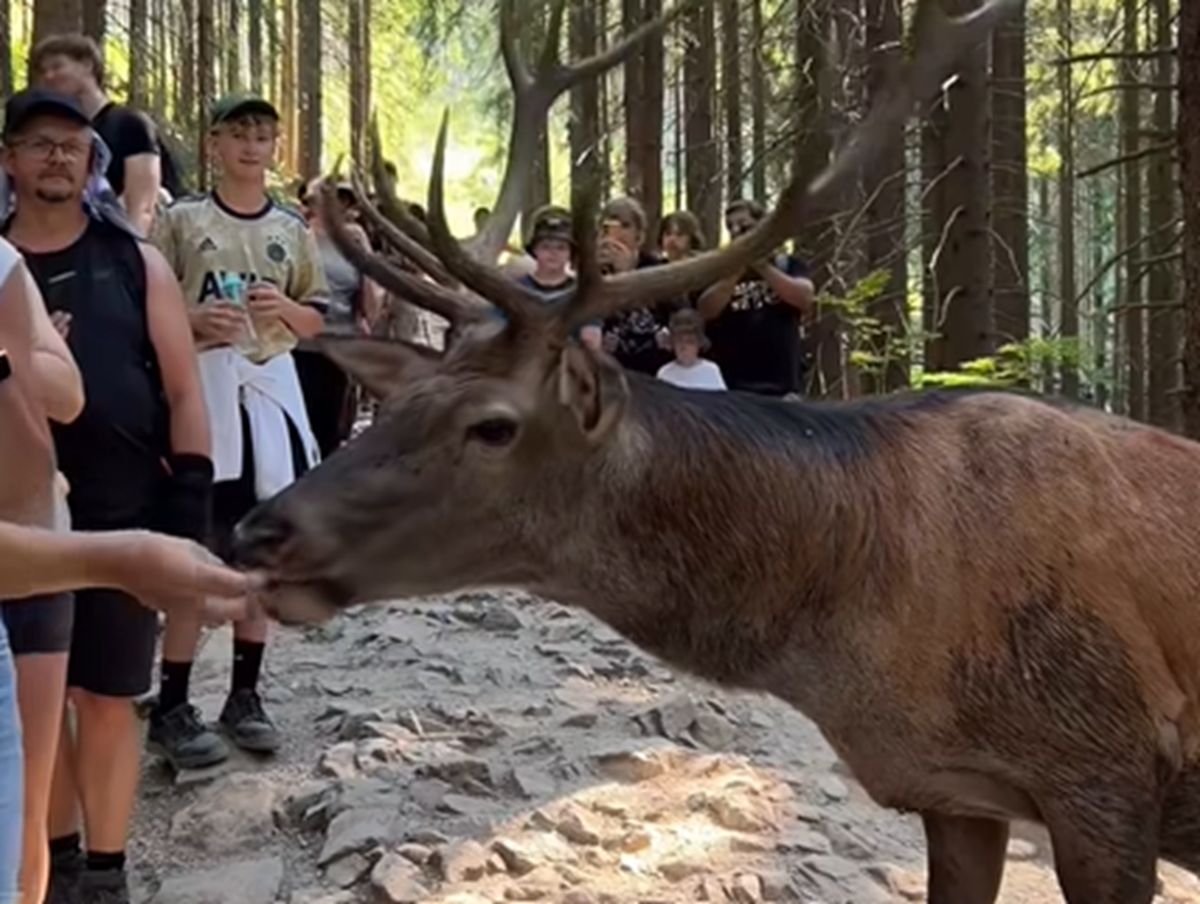 Turyści karmili w Tatrach jelenia. Nieprawdopodobne nagranie
