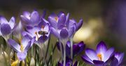Pierwsze krokusy w Tatrach rozkwitają. TPN szykuje się na falę turystów
