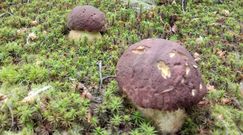 Pierwsze grzyby już są. Sprawdź, gdzie się pojawiły