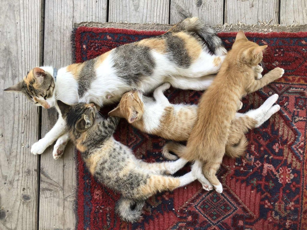 Głogów: Kocia kawiarnia Neko Cafe to jedyne takie miejsce w regionie