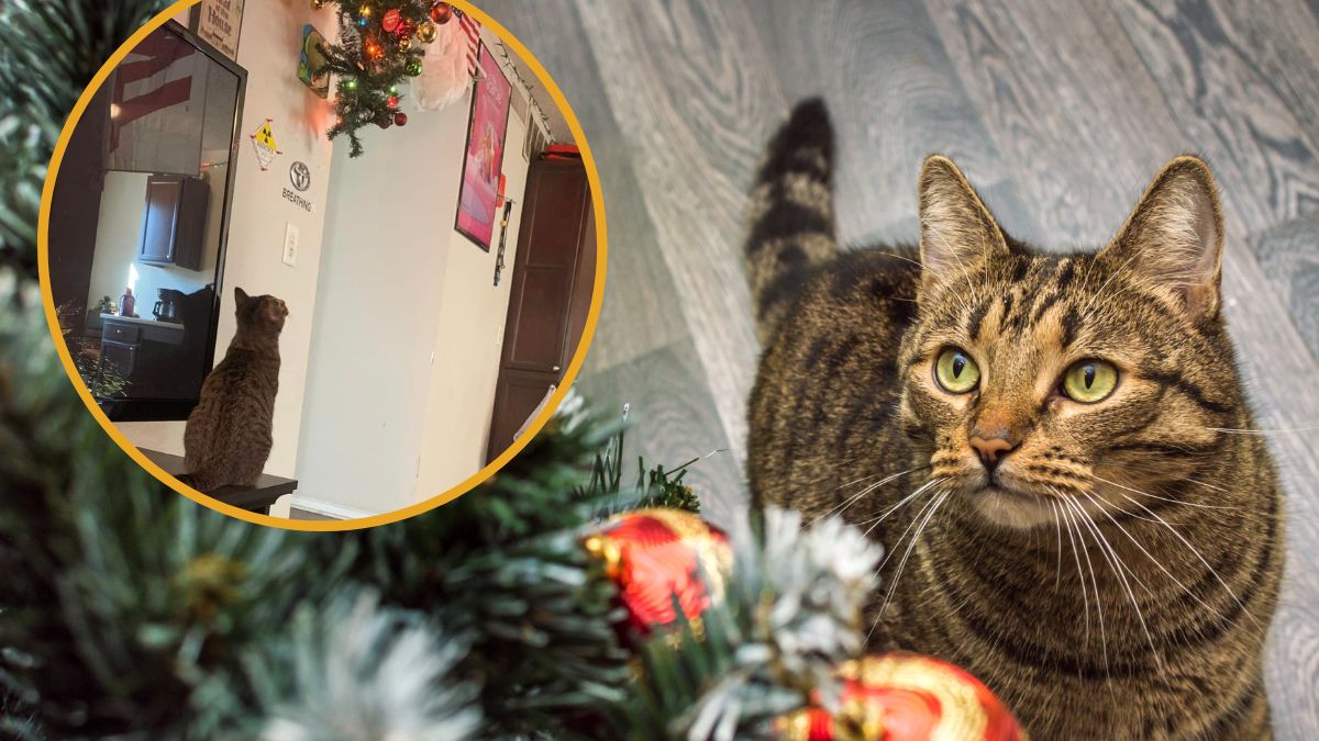 Kot przechytrzył właściciela i dorwał zabezpieczoną choinkę.