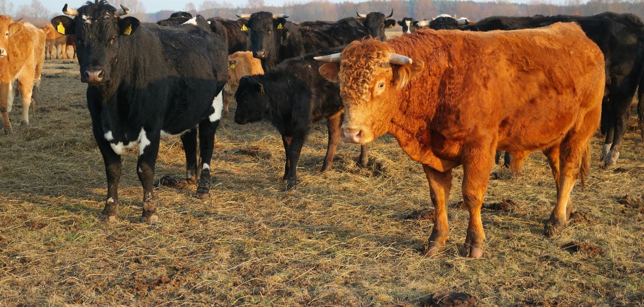 Aktualne ceny bydła 2025 rekordowe, ale pojawiły się delikatne korekty
