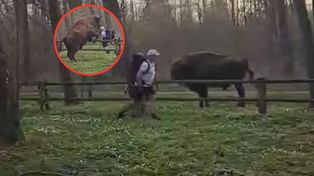 Nagranie z żubrem niesie się po sieci. Ekspertka z BPN zabiera głos