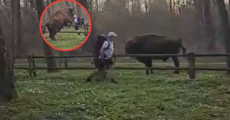 Nagranie z żubrem niesie się po sieci. Ekspertka z BPN zabiera głos