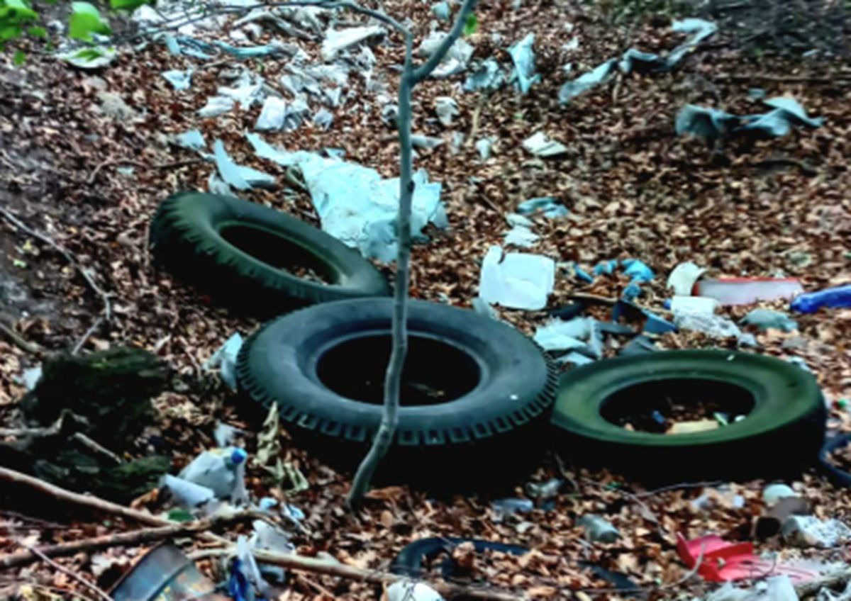 "Brak wstydu". Leśnicy pokazali zdjęcie. Przykry wyrok w lesie