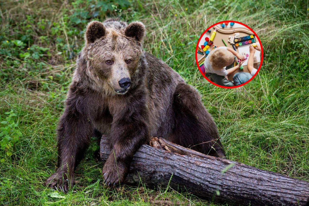 Niedźwiedzie w pobliżu przedszkola. Gmina ostrzega