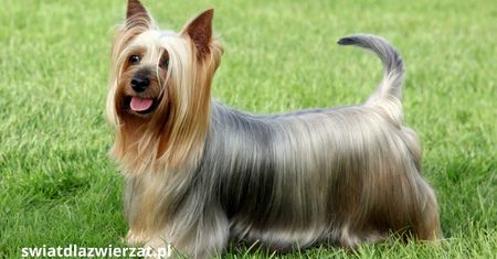 Australian Silky Terrier – jedwabisty terier pełen energii