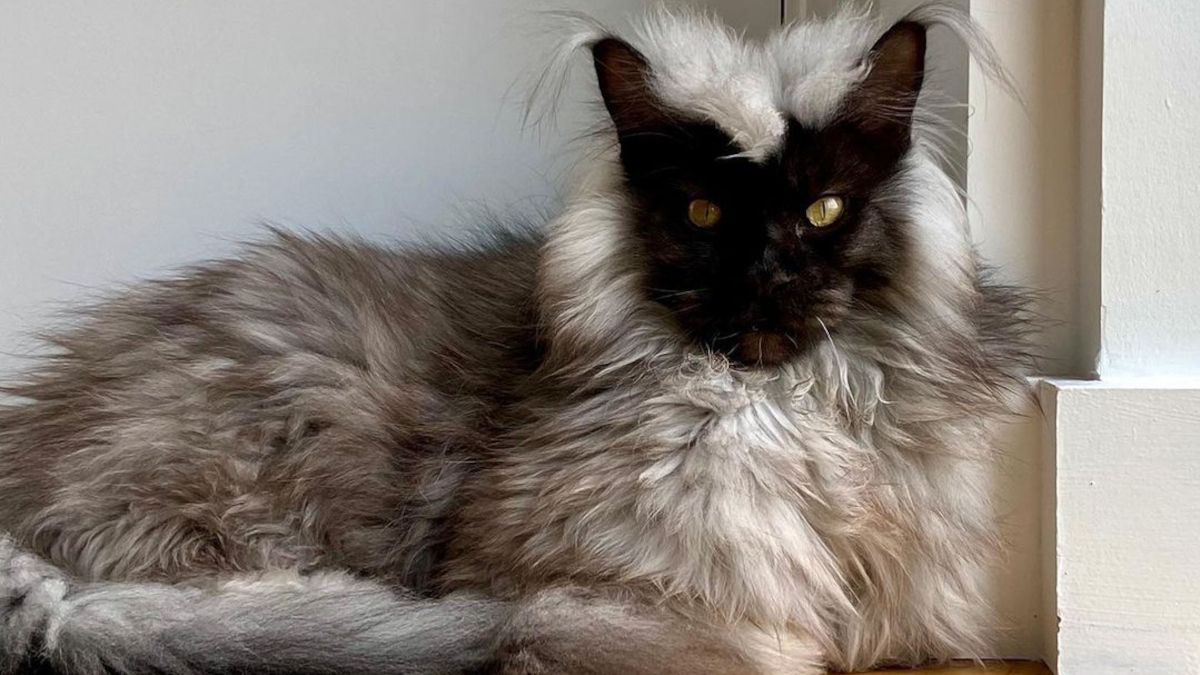 Maine coon Richie podbija social media. Jego futro jest zachwycające 1