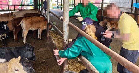 Kradli setki sztuk bydła w Niemczech. Polacy zatrzymani po wspólnej akcji służb