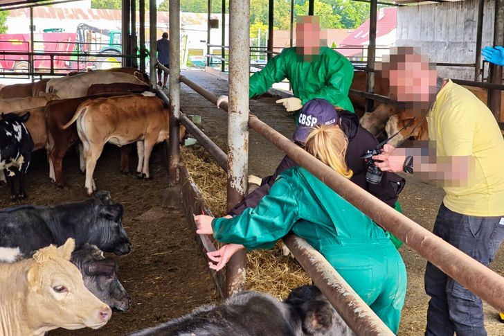 Kradli setki sztuk bydła w Niemczech. Polacy zatrzymani po wspólnej akcji służb
