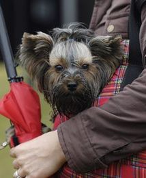 Psy w metrze? Tak, ale tylko w torbie