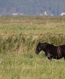 Wojsko zabrało konia w 1939 r. Teraz człowiek domaga się 28 tys. zł