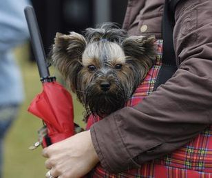 Psy w metrze? Tak, ale tylko w torbie