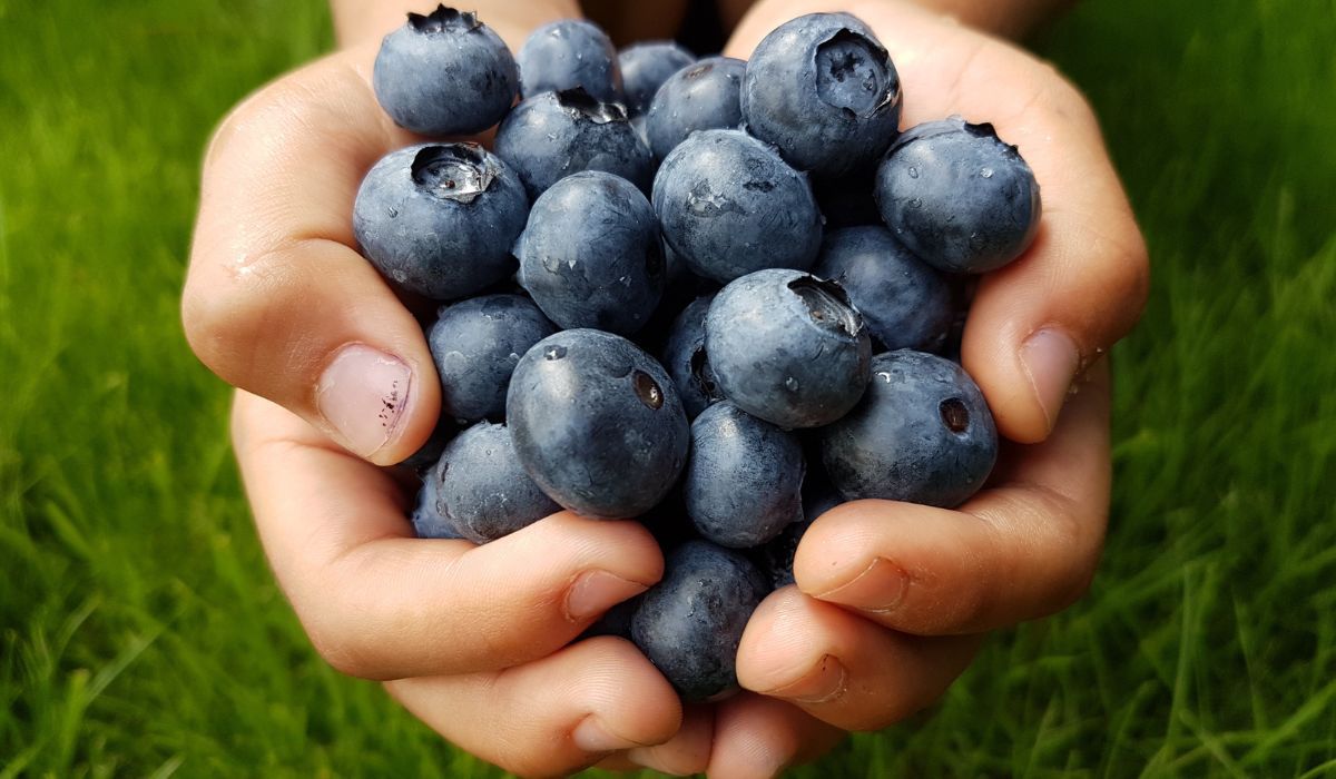 Owoce borówki amerykańskiej są dużo większe od jagód - Pyszności; Foto Canva.com