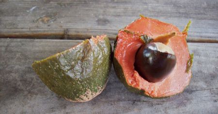 Surowe sapote (owoc)