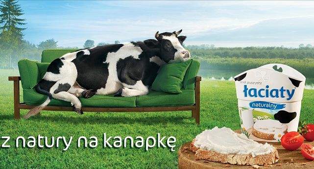 Krowa na kanapce w reklamie serków Łaciate