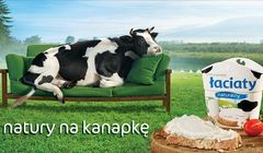 Krowa na kanapce w reklamie serków Łaciate