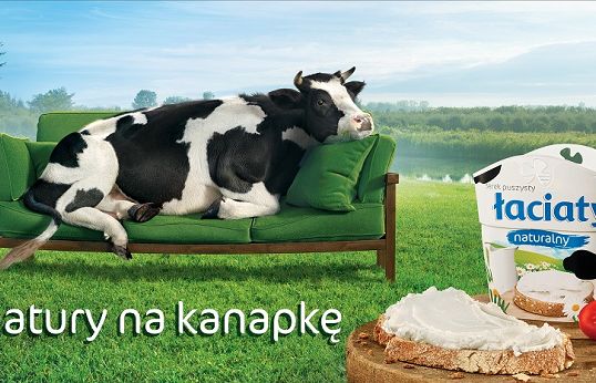 Krowa na kanapce w reklamie serków Łaciate