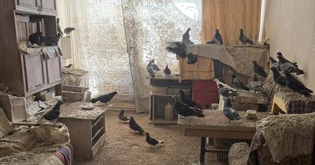 Miał w mieszkaniu 92 gołębie. Torunianin mieszkał w fatalnych warunkach