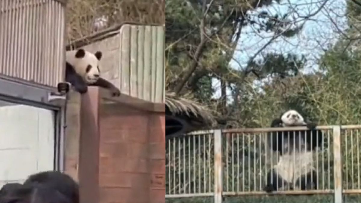 Panda próbowała uciec z zoo w Chinach.
