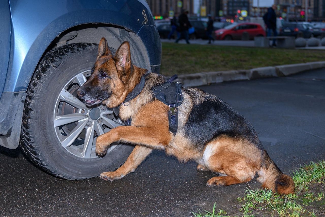 Chcesz urozmaicić psu codzienną rutynę? Wypróbuj nosework