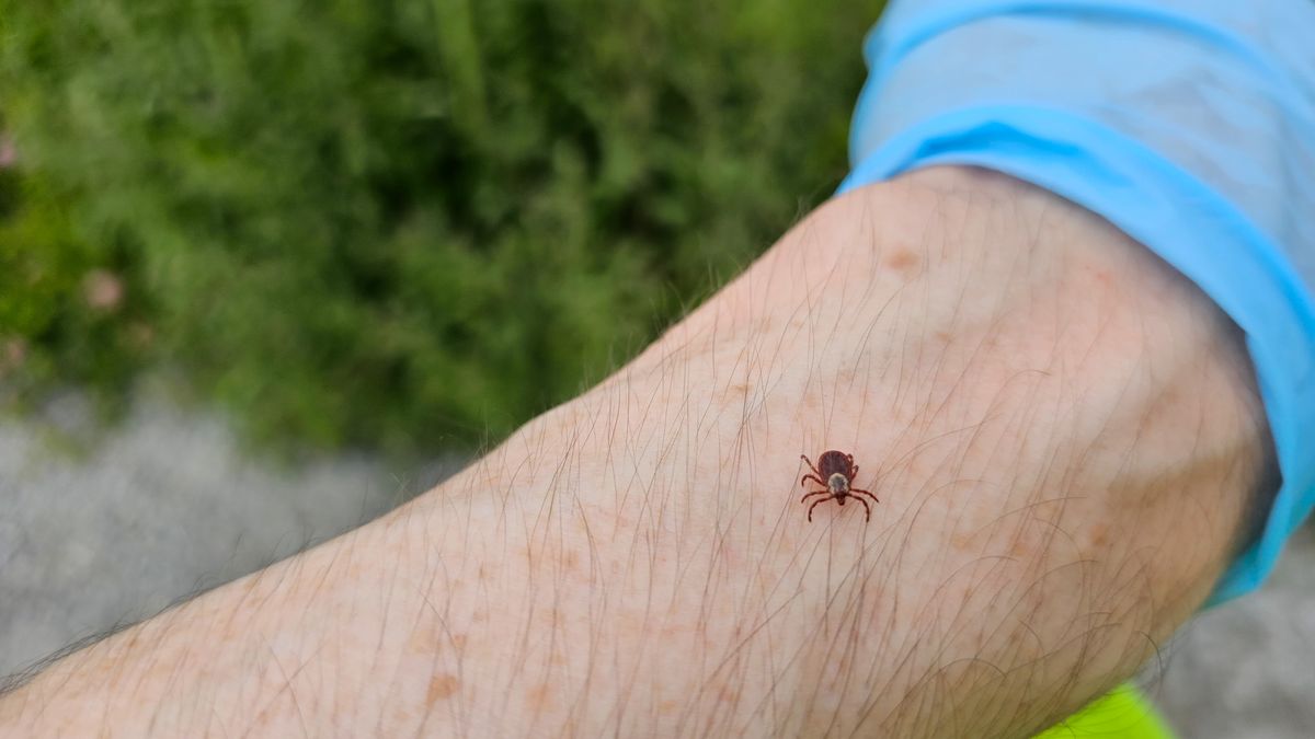 Kleszcze omijają takie miejsca