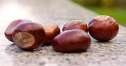 Połóż kasztany na parapecie. Rodzina będzie ci wdzięczna