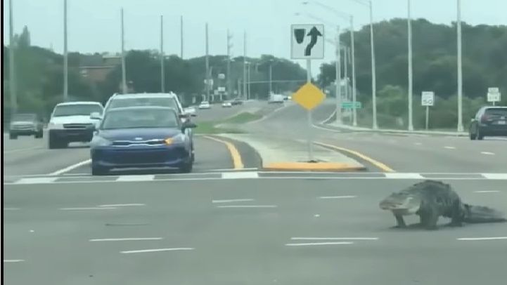 Aligator na ulicach miasteczka Seffner