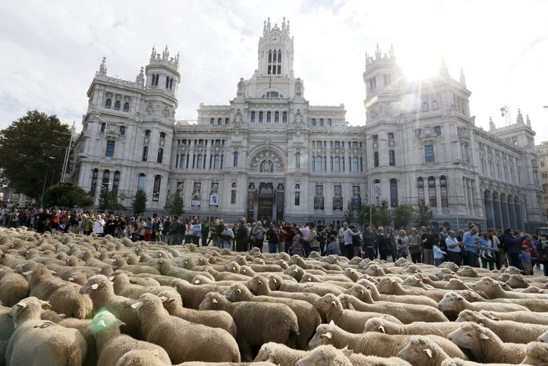 Rolnictwo w Hiszpanii. Stado owiec przeszło przez Madryt