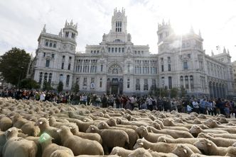 Rolnictwo w Hiszpanii. Stado owiec przeszło przez Madryt